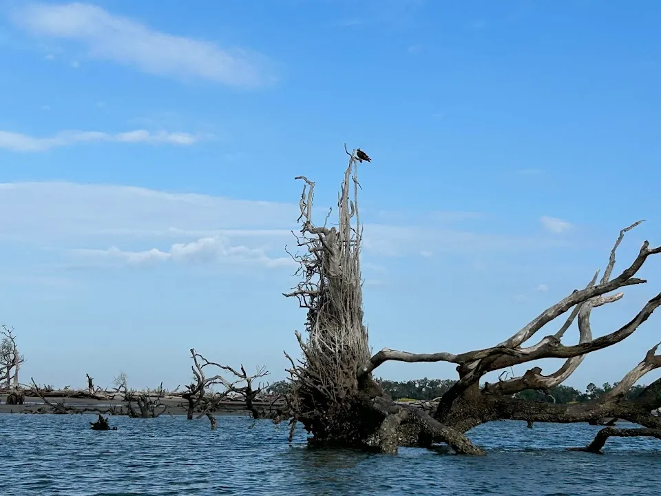 Sea Kayak Georgia - Paddle Tybee