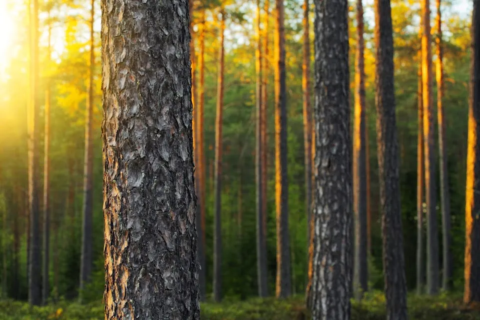 Mid Carolina Timber Company