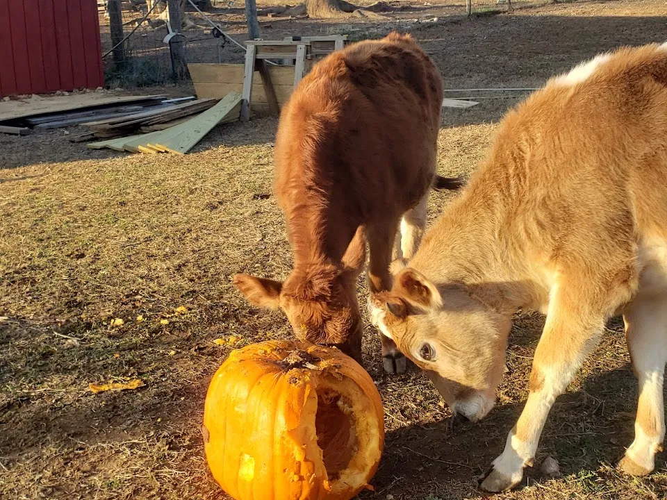 Little Eden Alpaca Farm