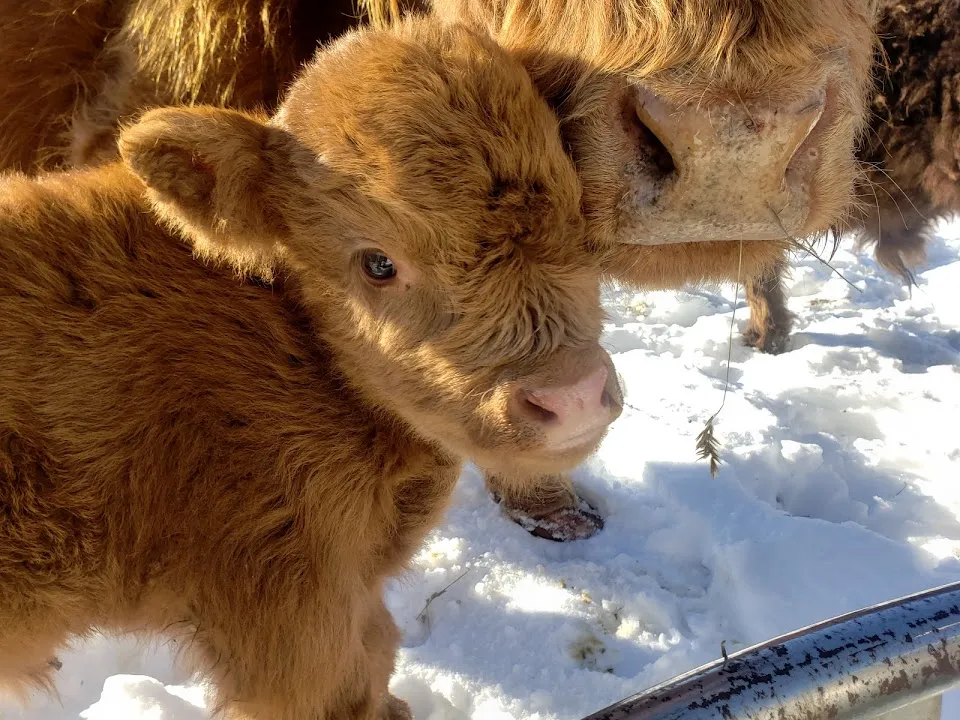 Taffera Family Farms