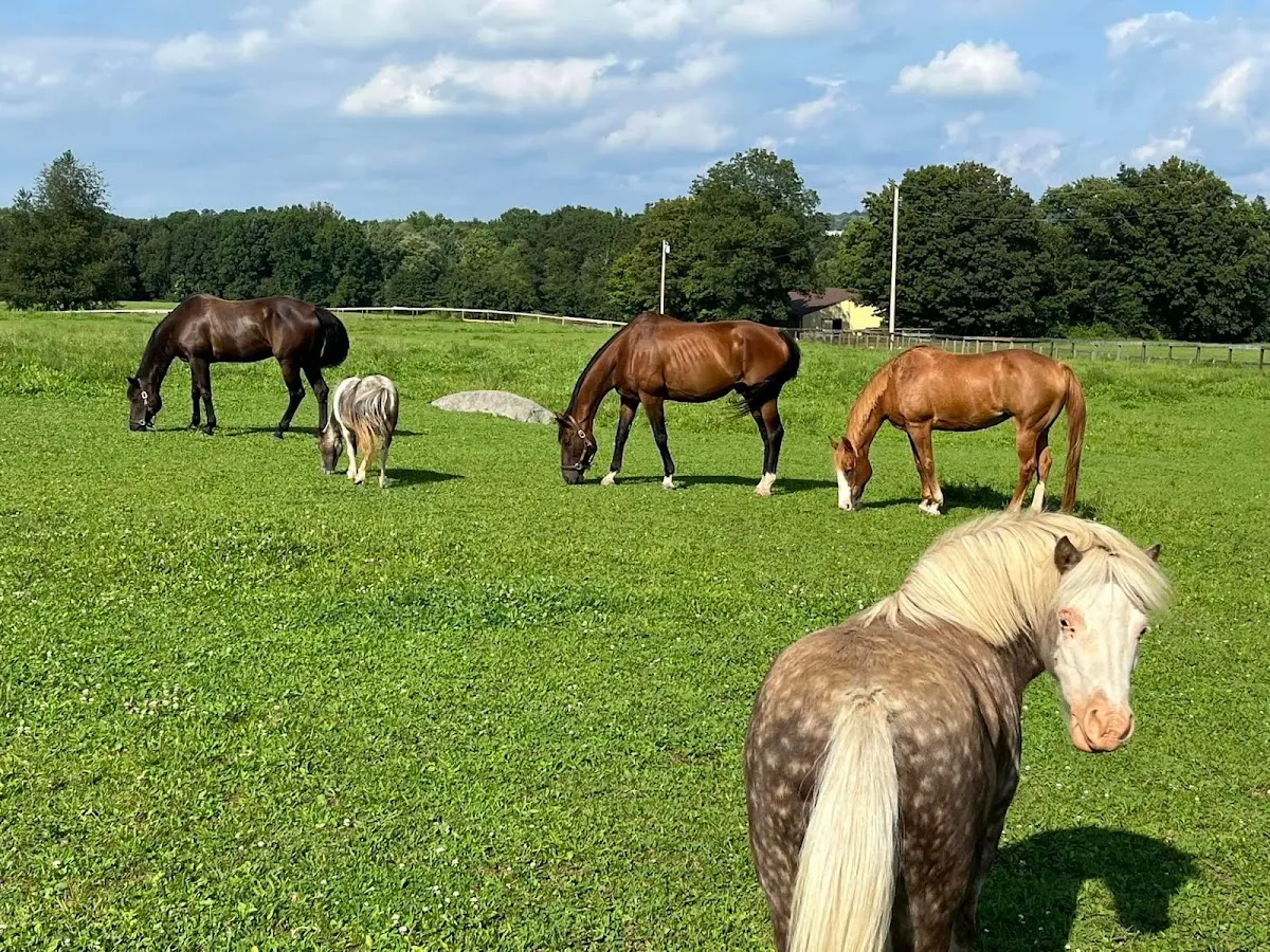 Argento Equestrian 2020