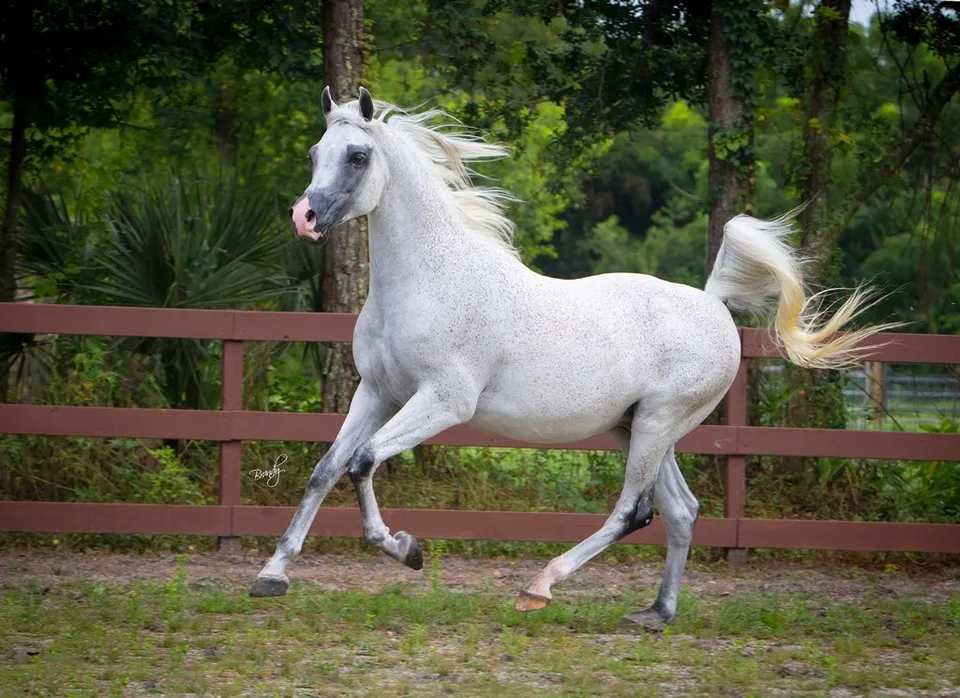 Sunday Best Farm Arabians LLC