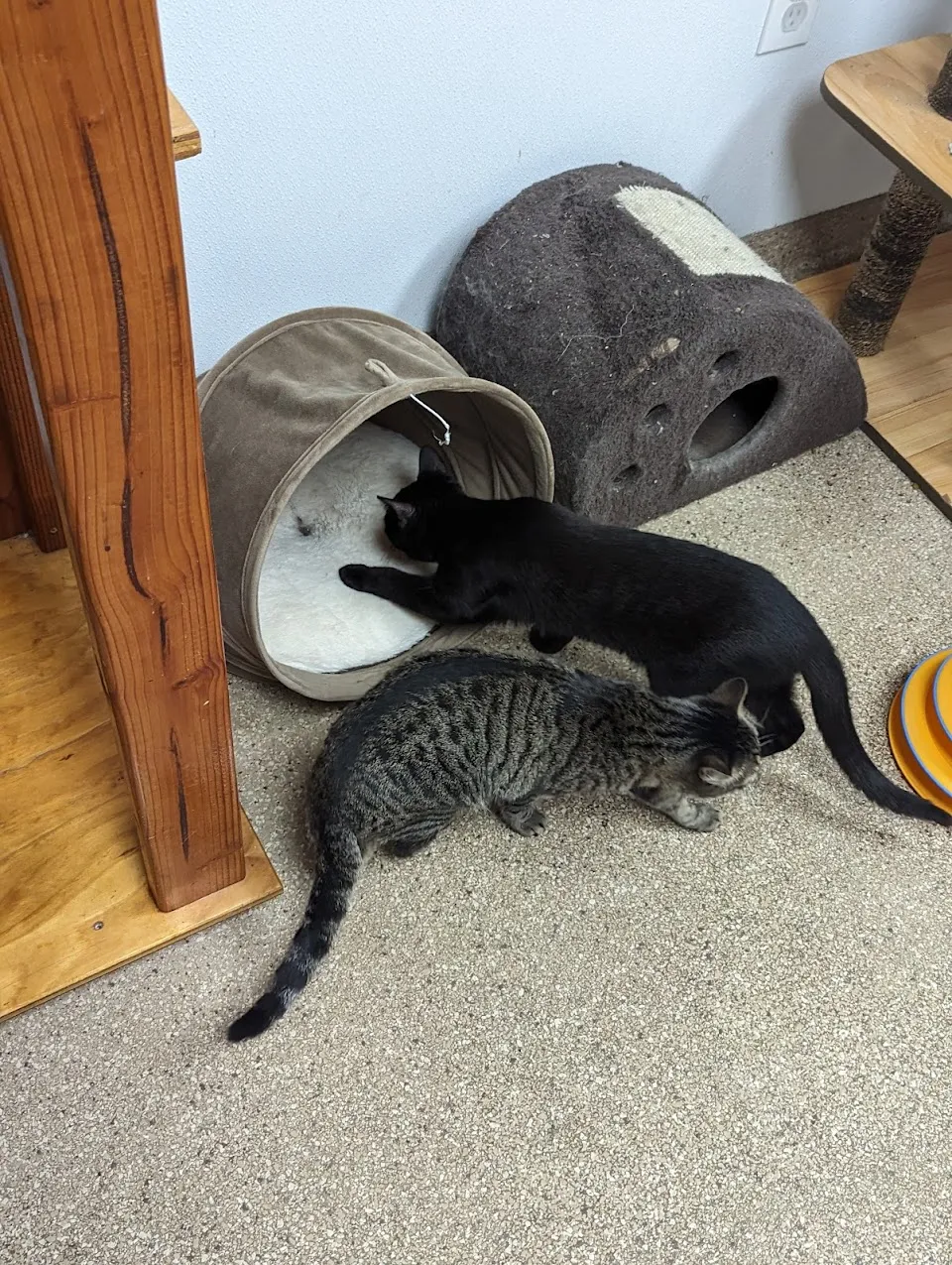Paws4Life Humane Shelter