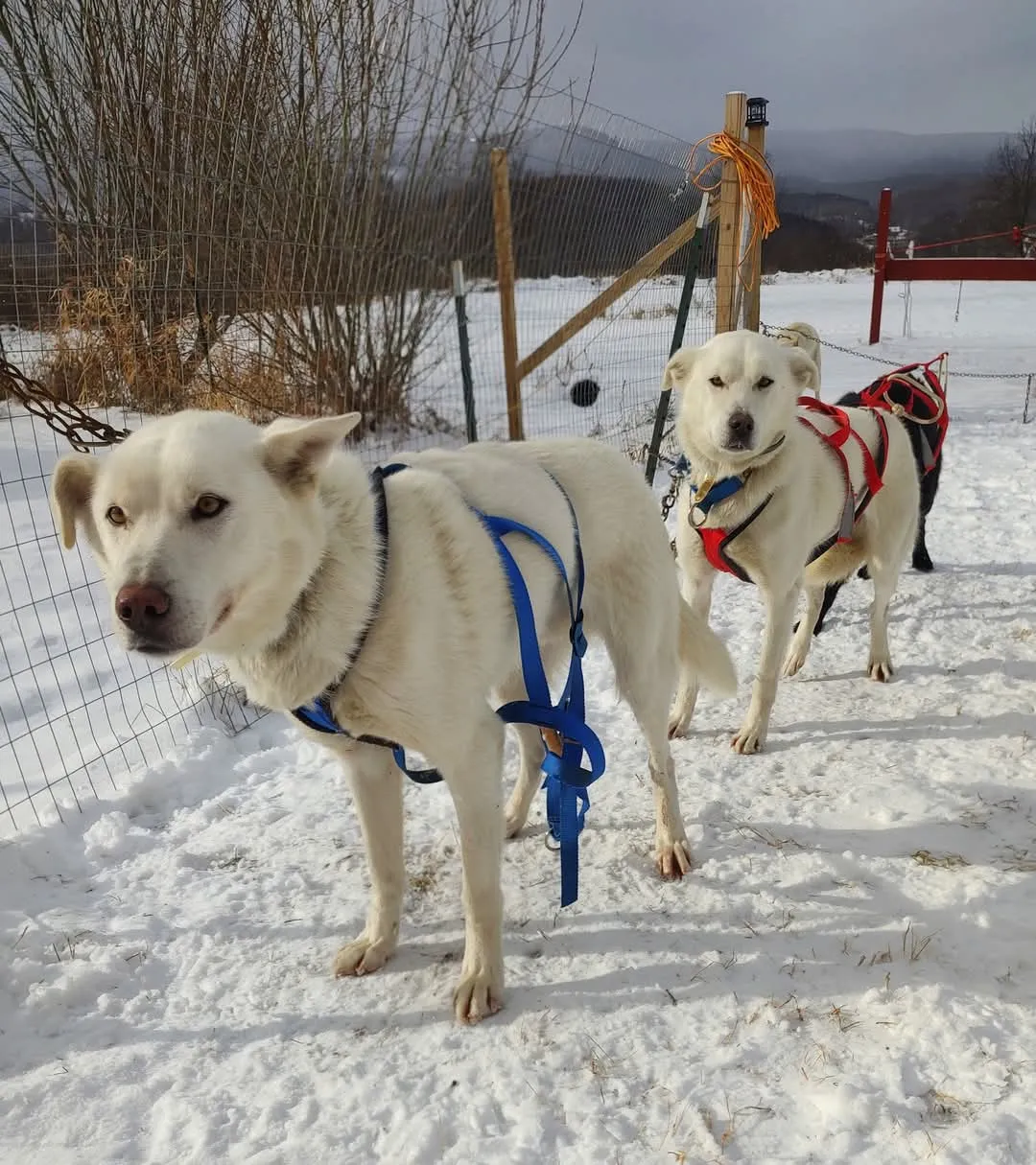 Run By Dogs