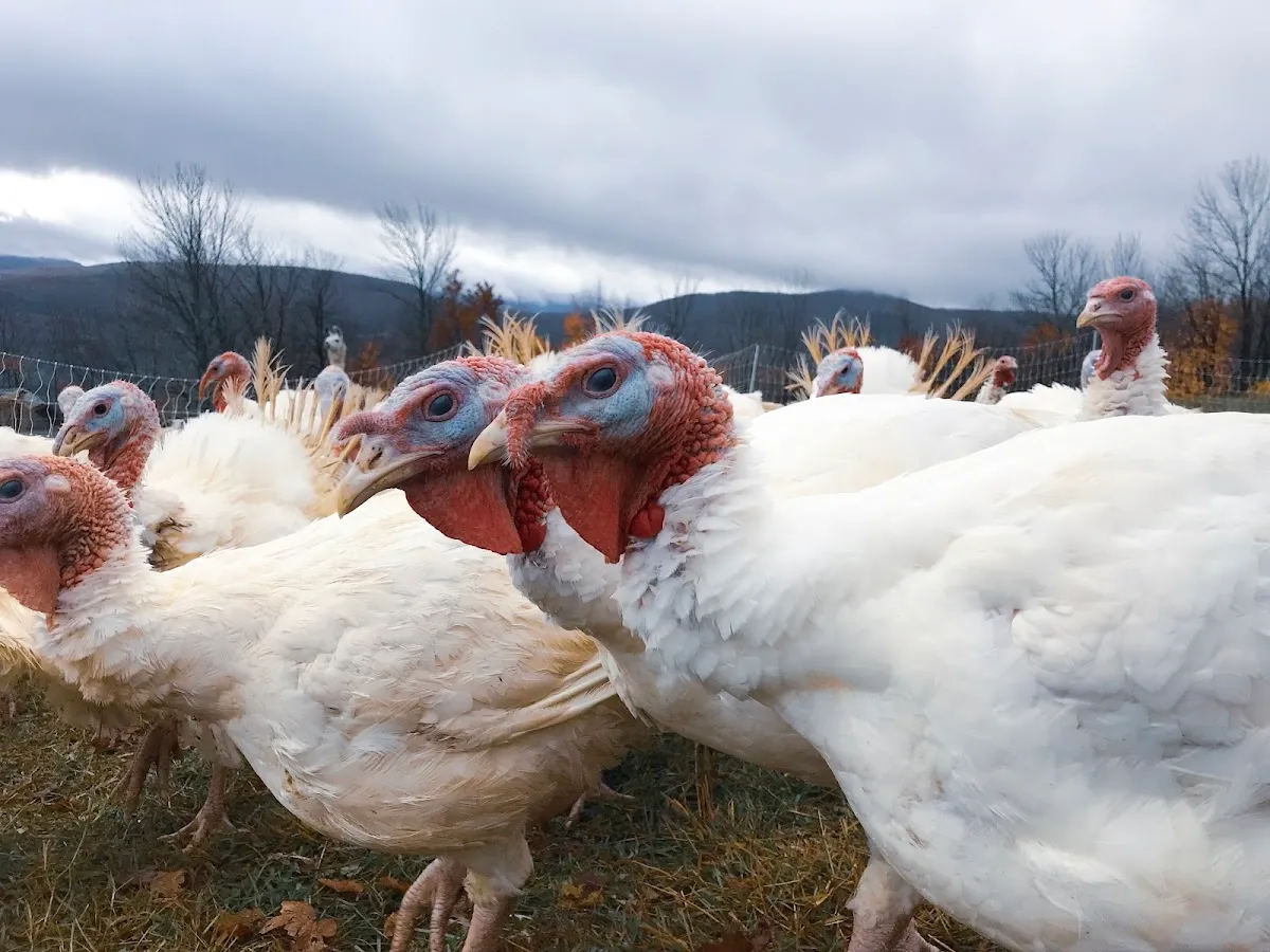 Heather Ridge Farm