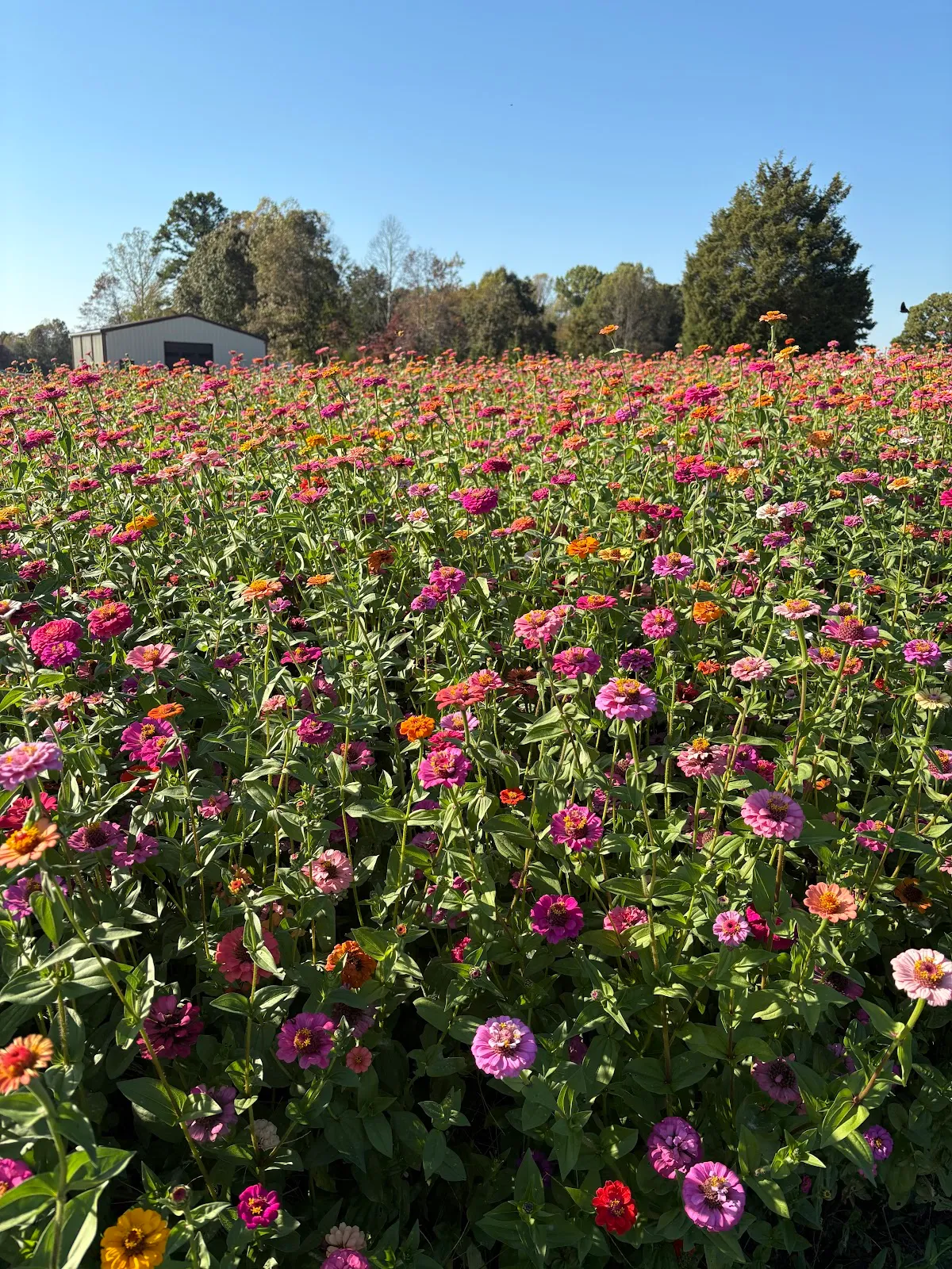 Blooming Acres Farm of NC