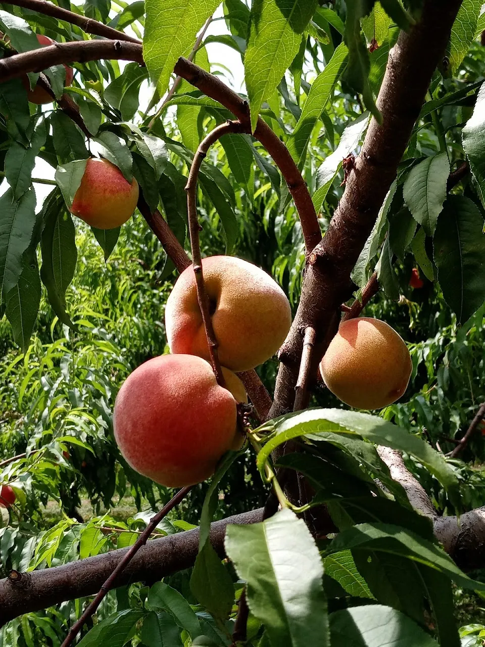 Ochs Orchard