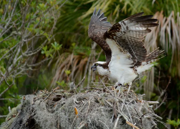 Florida Sightfishing with Capt. Nathaniel Lemmon