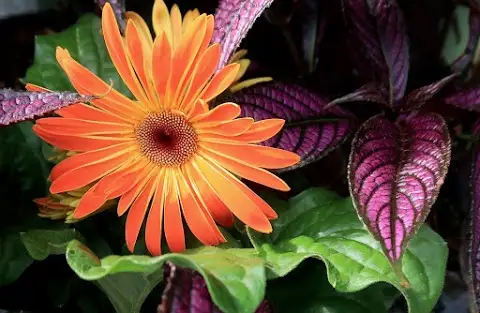 Lindley's Garden Center