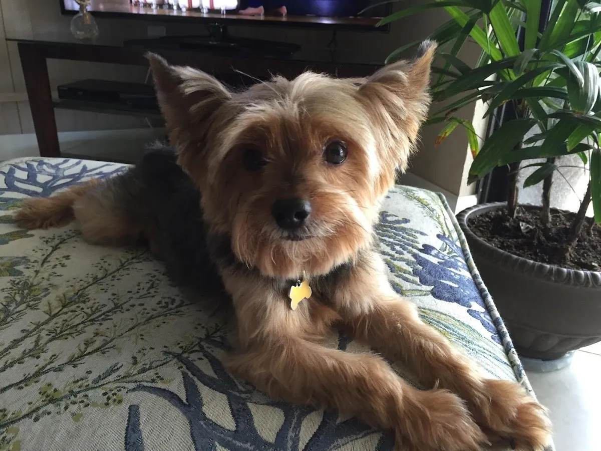 Julie's Dog Grooming