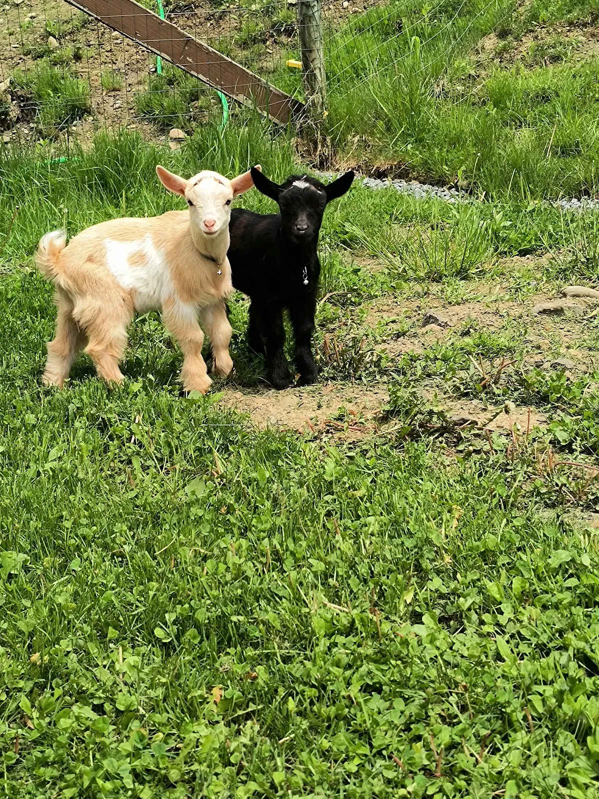 Abba's Acres