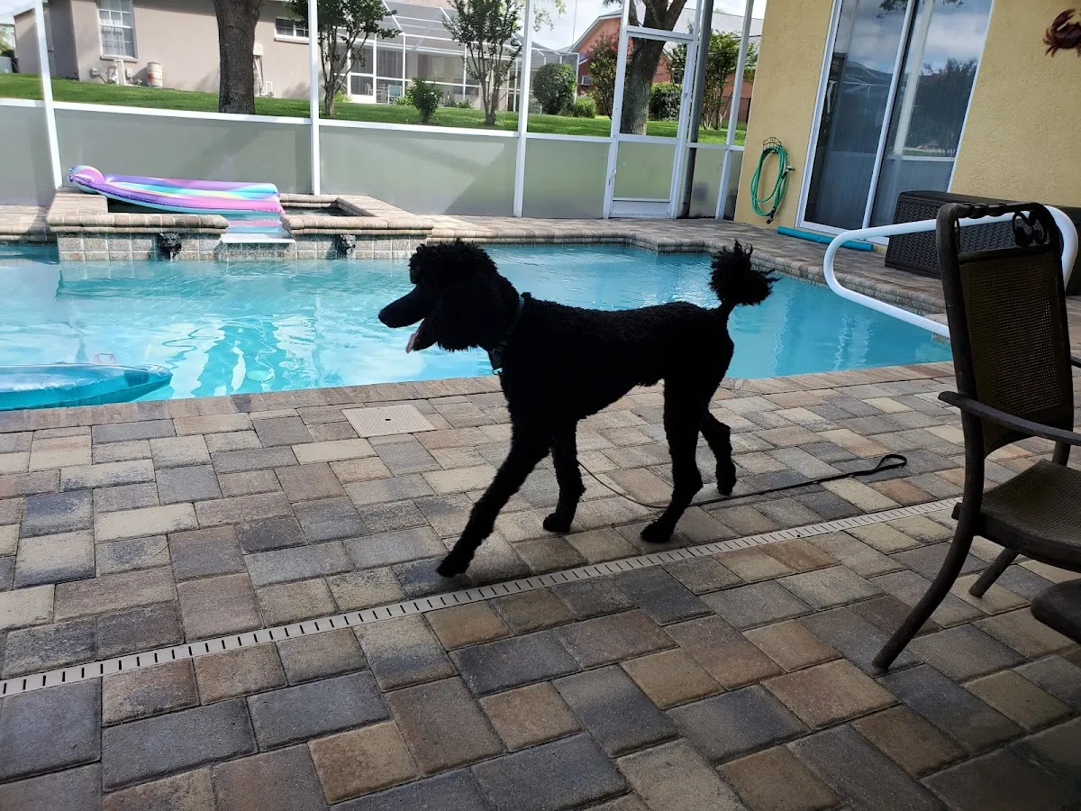 Posh Pups By Andrea Pet Resort