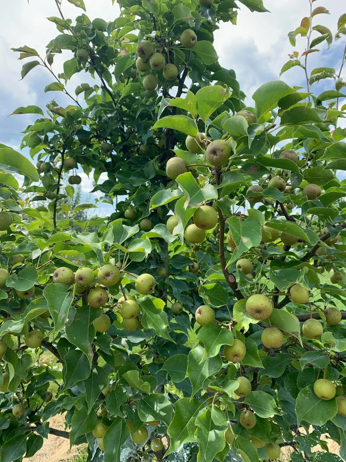 Grow A Pear Farm