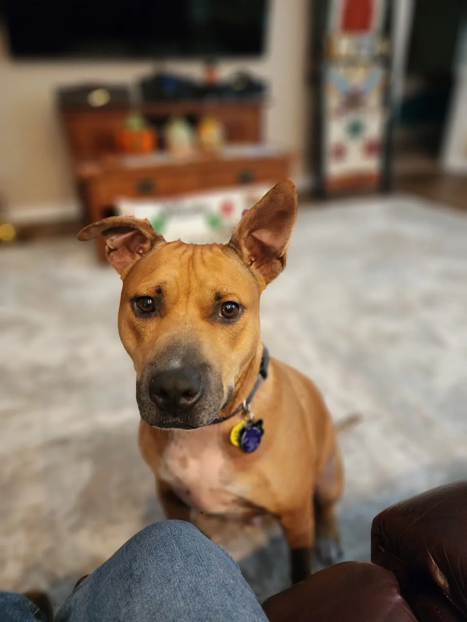 Staci's Pet Sitting & Training LLC