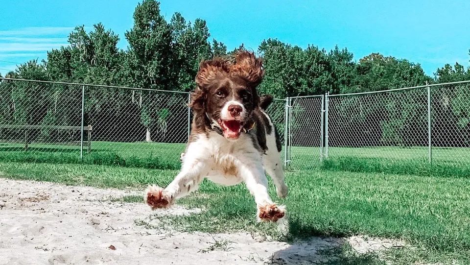 A&E Pet Resort