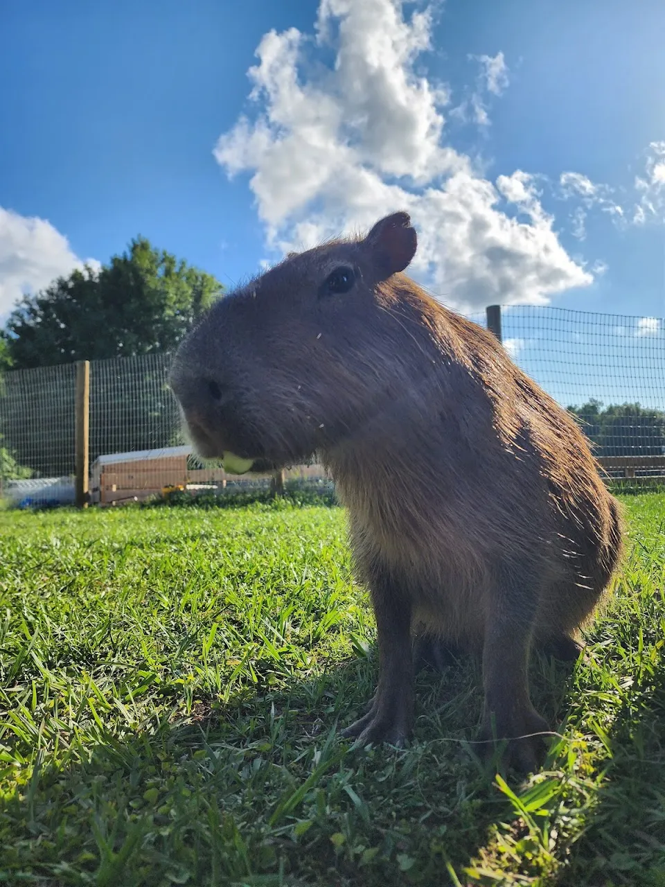 Country Kingdom Petting Farm