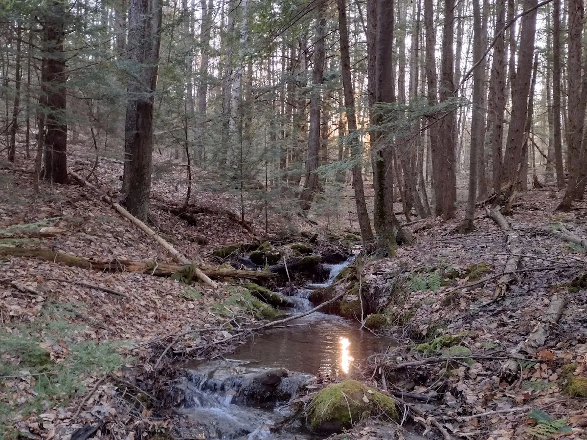 Lipfert Forest