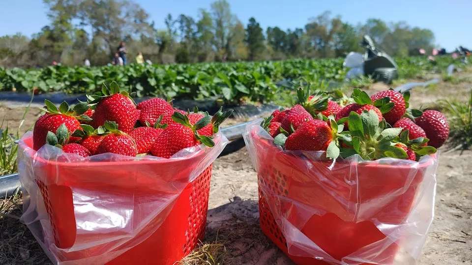 Hickory Bluff Berry Farm