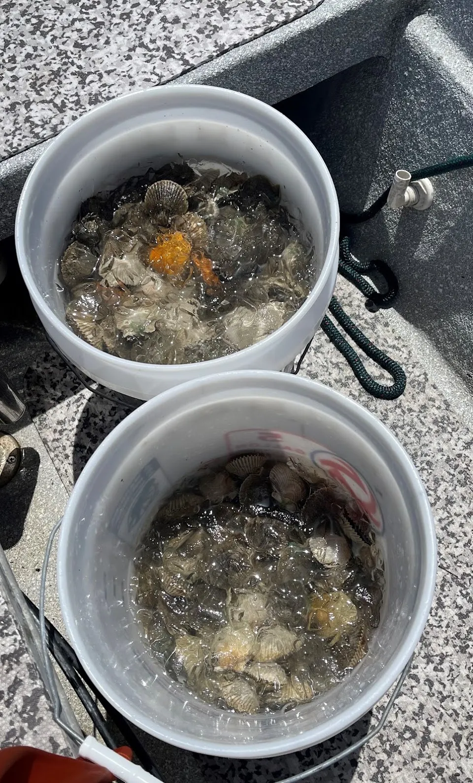 Scallop Charters & More