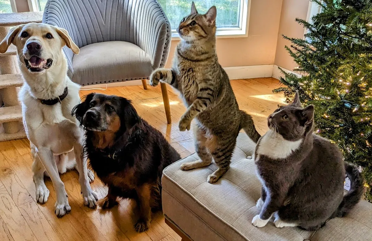 All County Animal Hospital