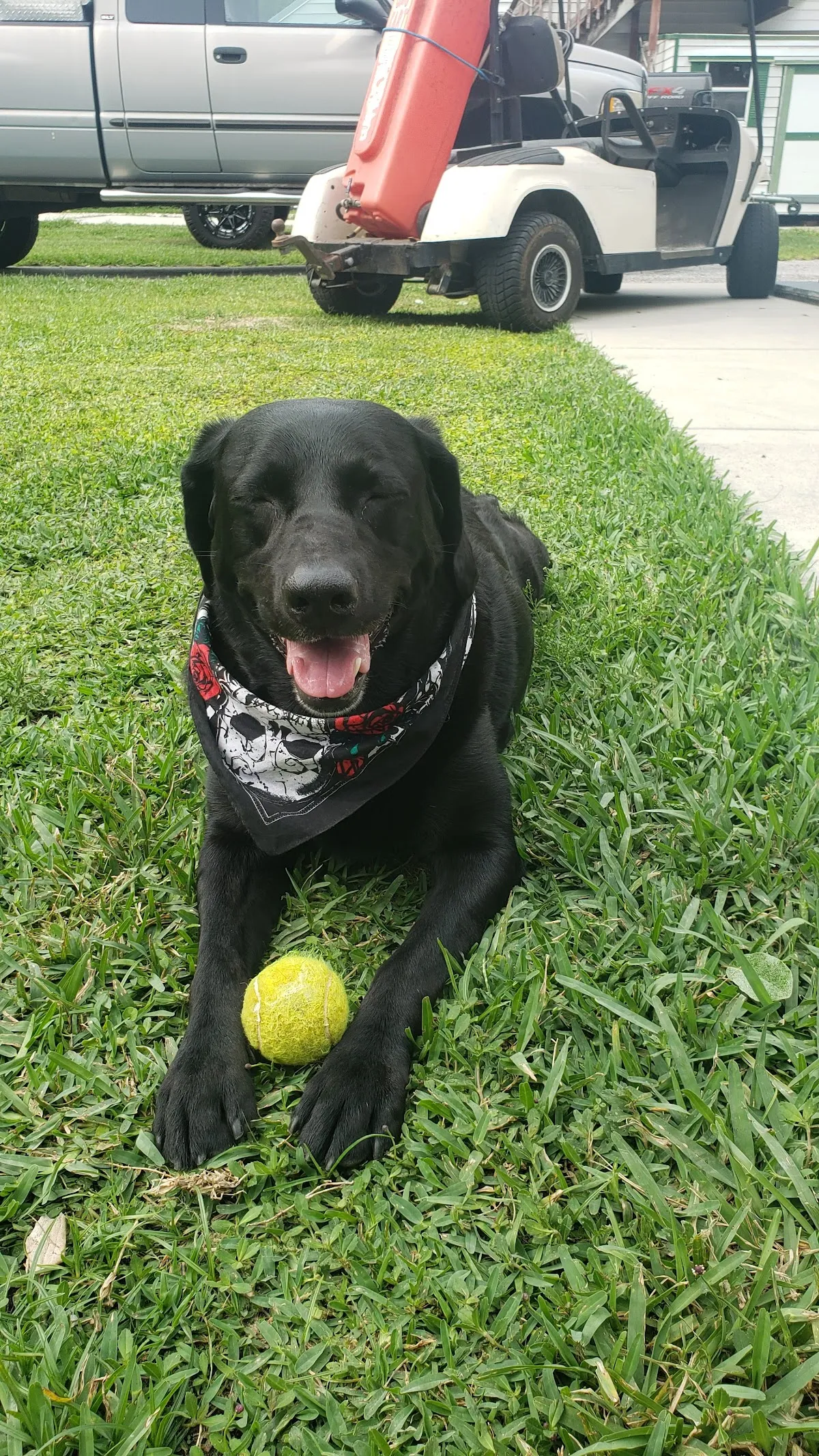 For Fours Legacy Pet Grooming