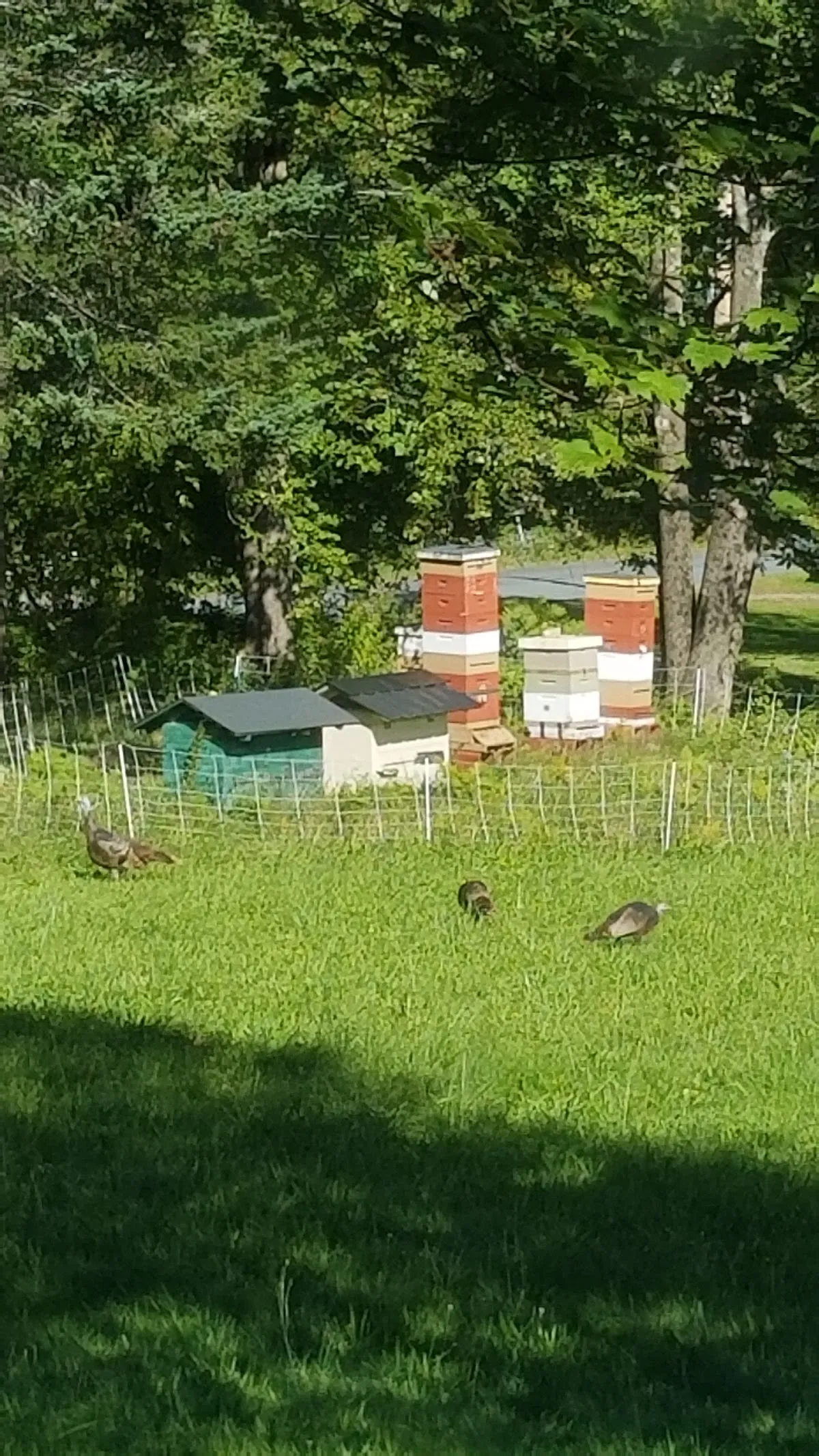 King Blossom Farm