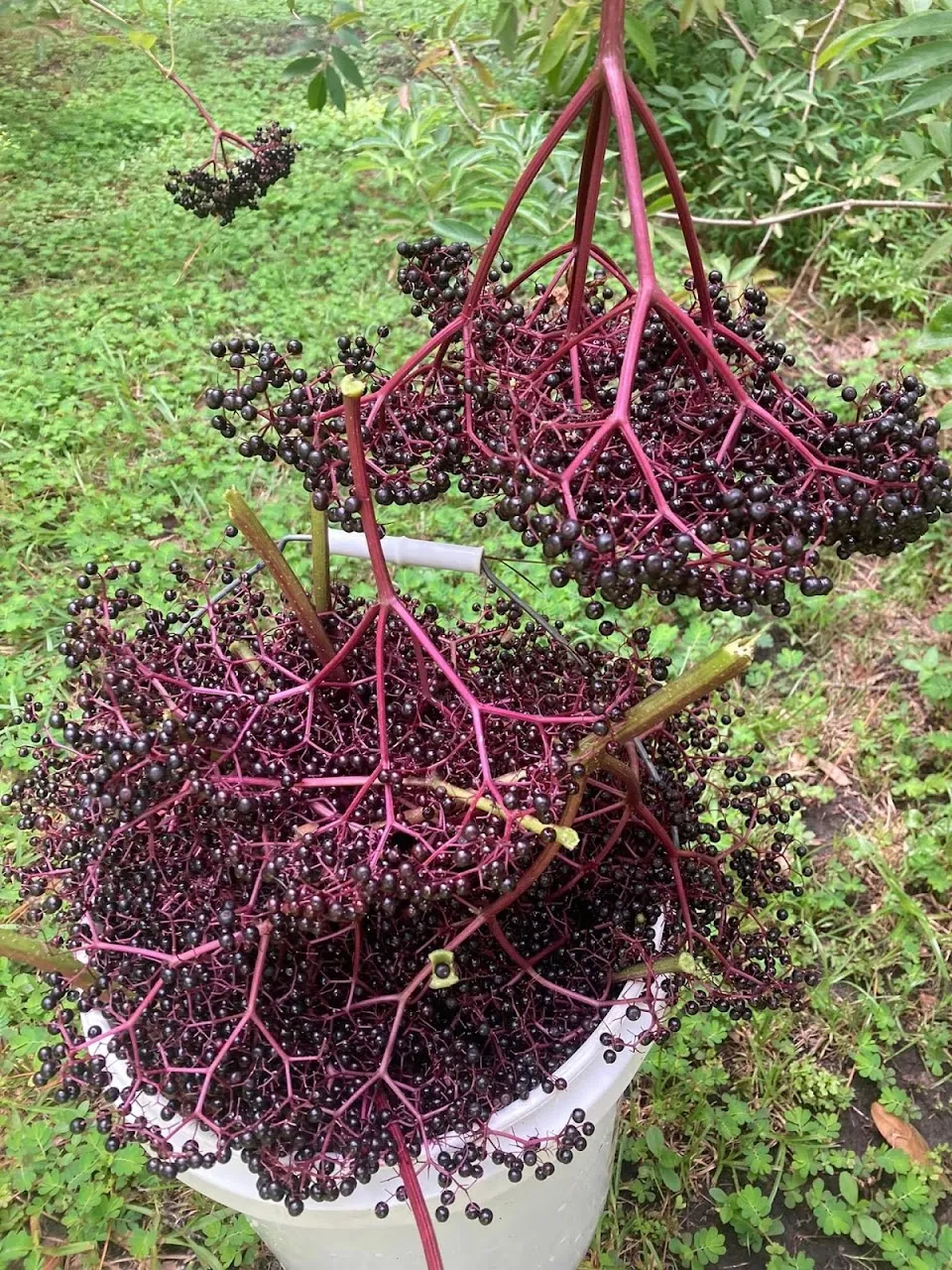 Philipp elderberry farm crafty maibritt