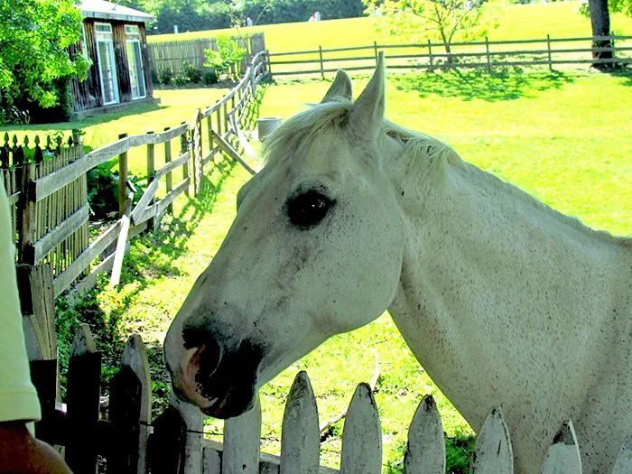 Meadowlark Farm Bed and Breakfast Warwick NY