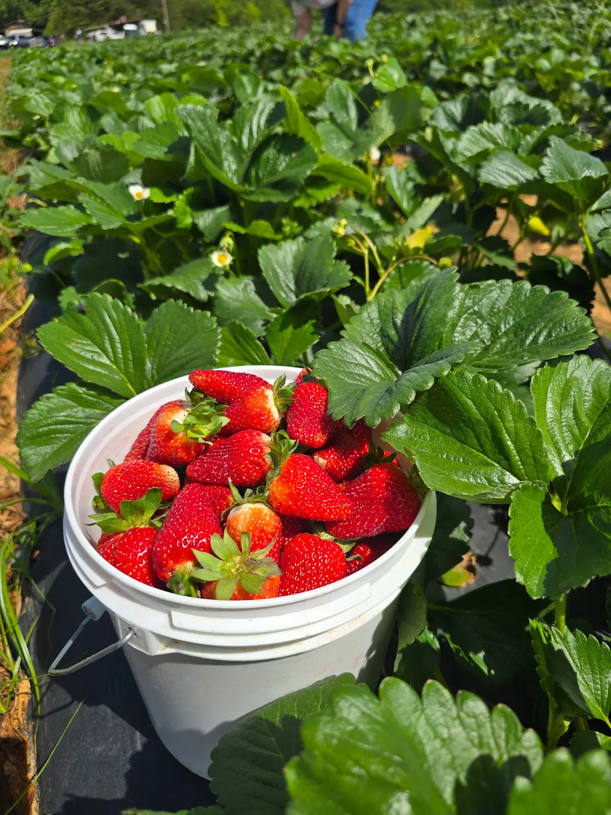 Mabe's Berry Farm