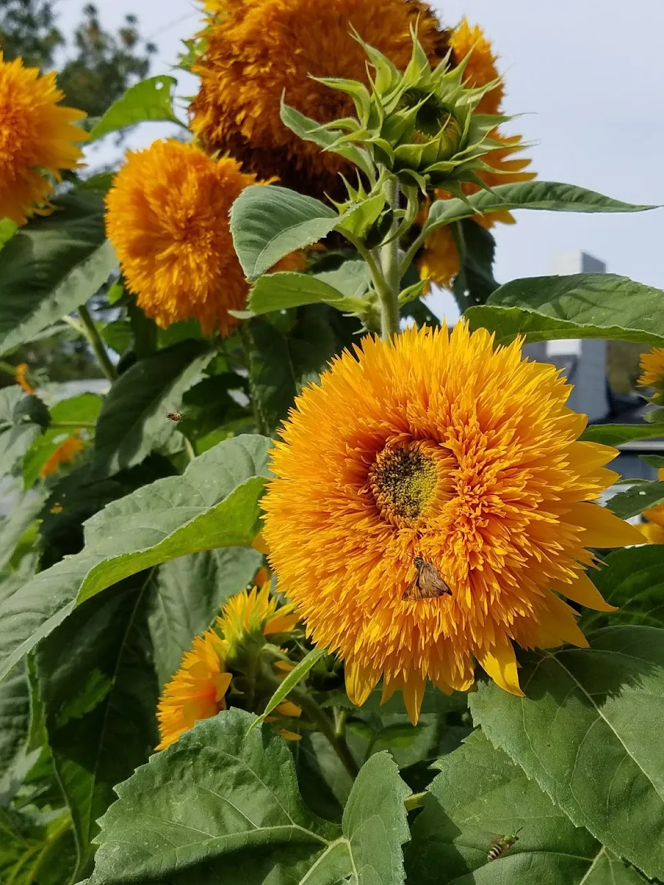 The Farmacy Garden