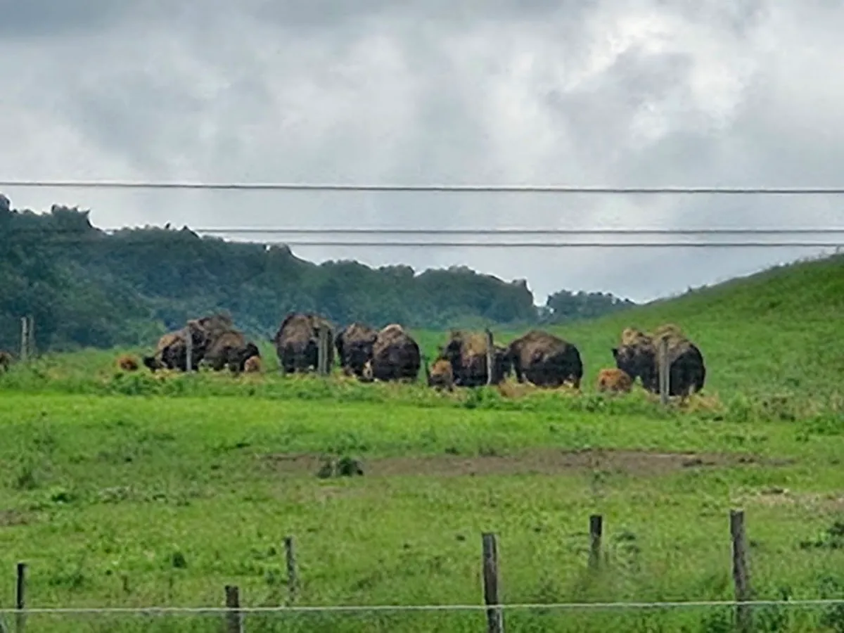 Bison Island Ranch