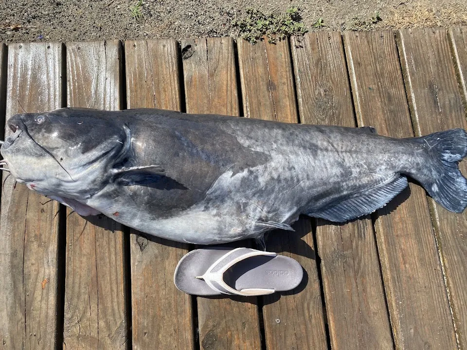 S and S Fishing Guide Service Santee Cooper Lakes