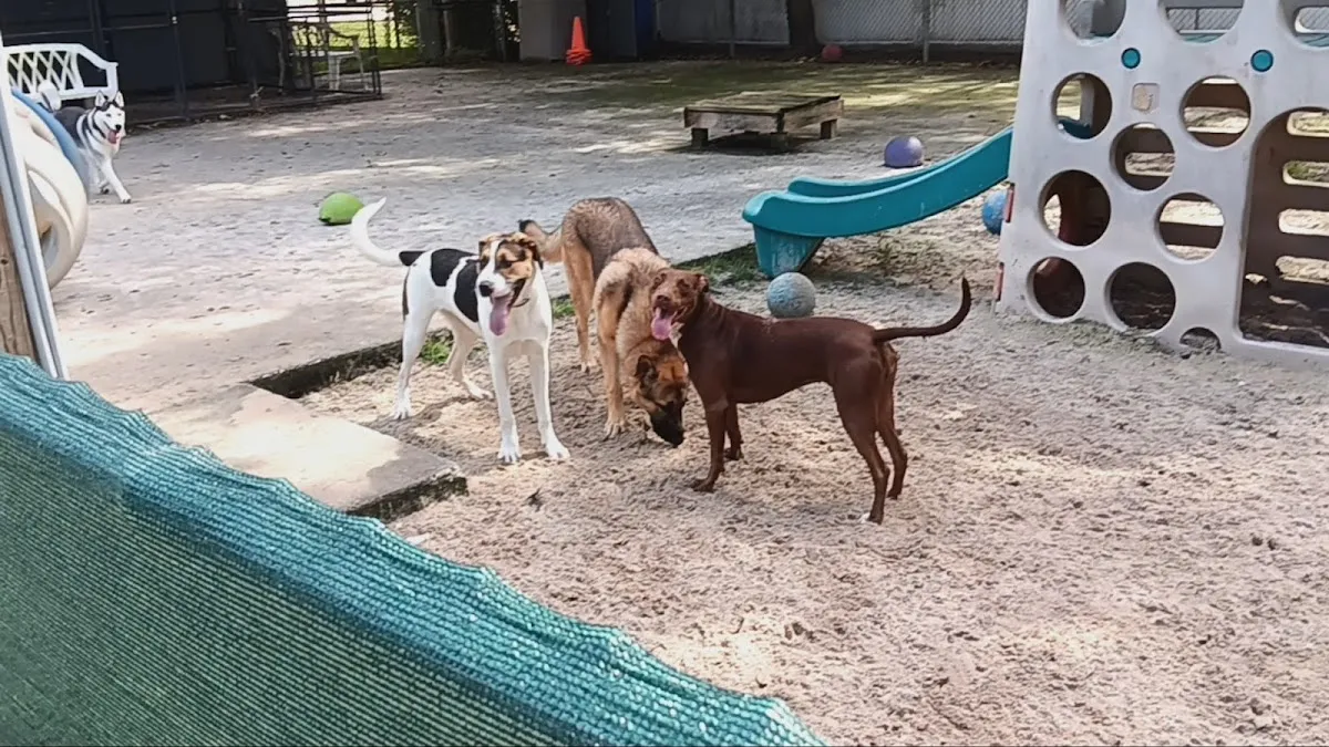 Critter Boarding Inc