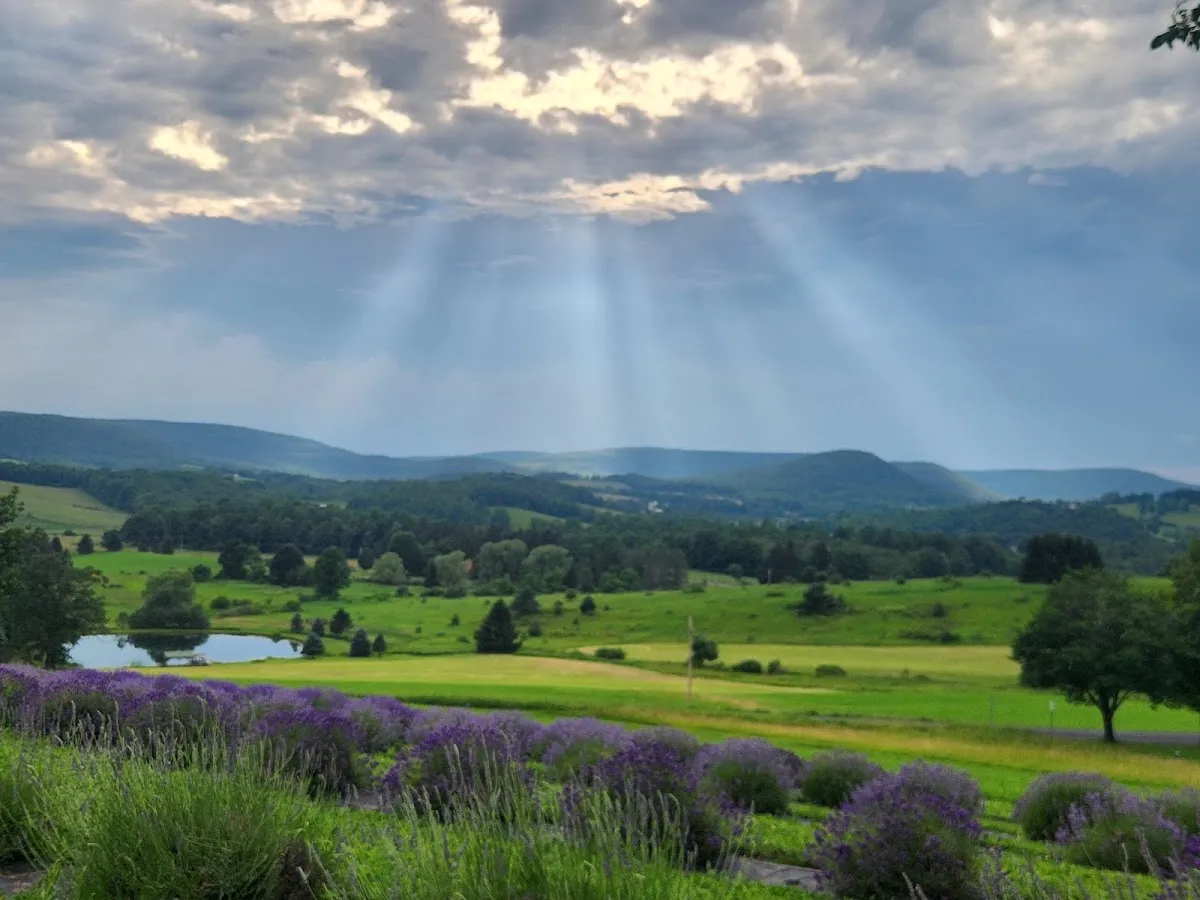 Slate Hill Lavender Farm