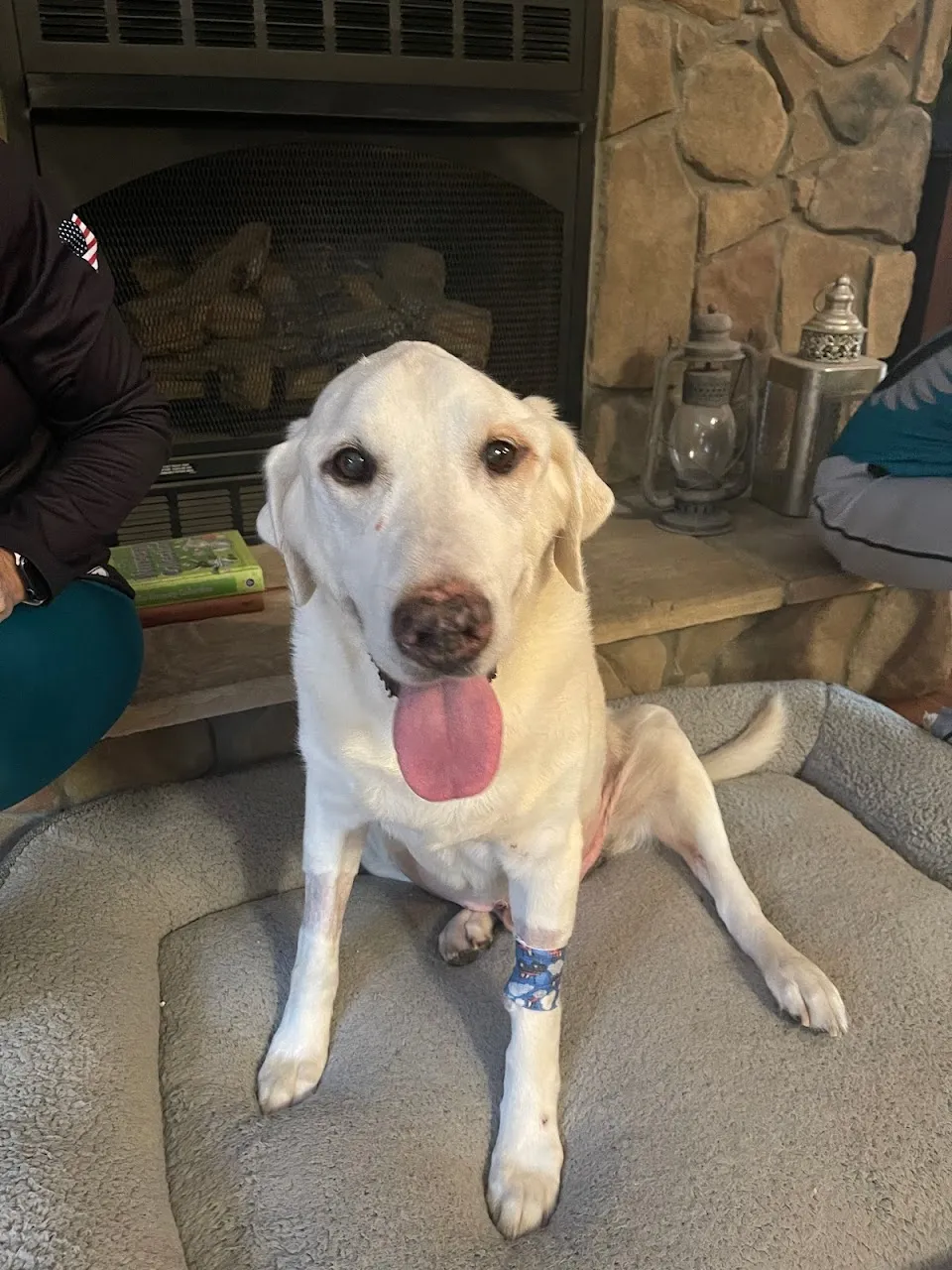 Animal Emergency Hospital of the Pee Dee