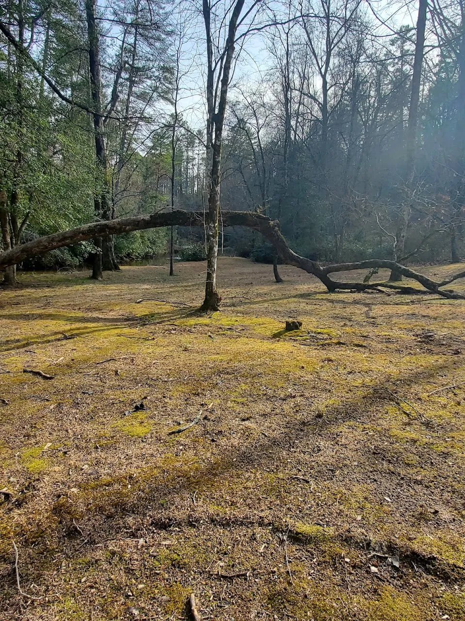 Lakemont Park at Tiger Creek