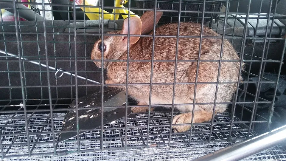 Wildlife Removal St. Louis