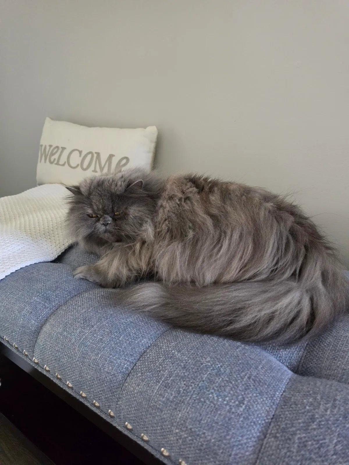 Happy Cat Hotel & Spa Johns Creek