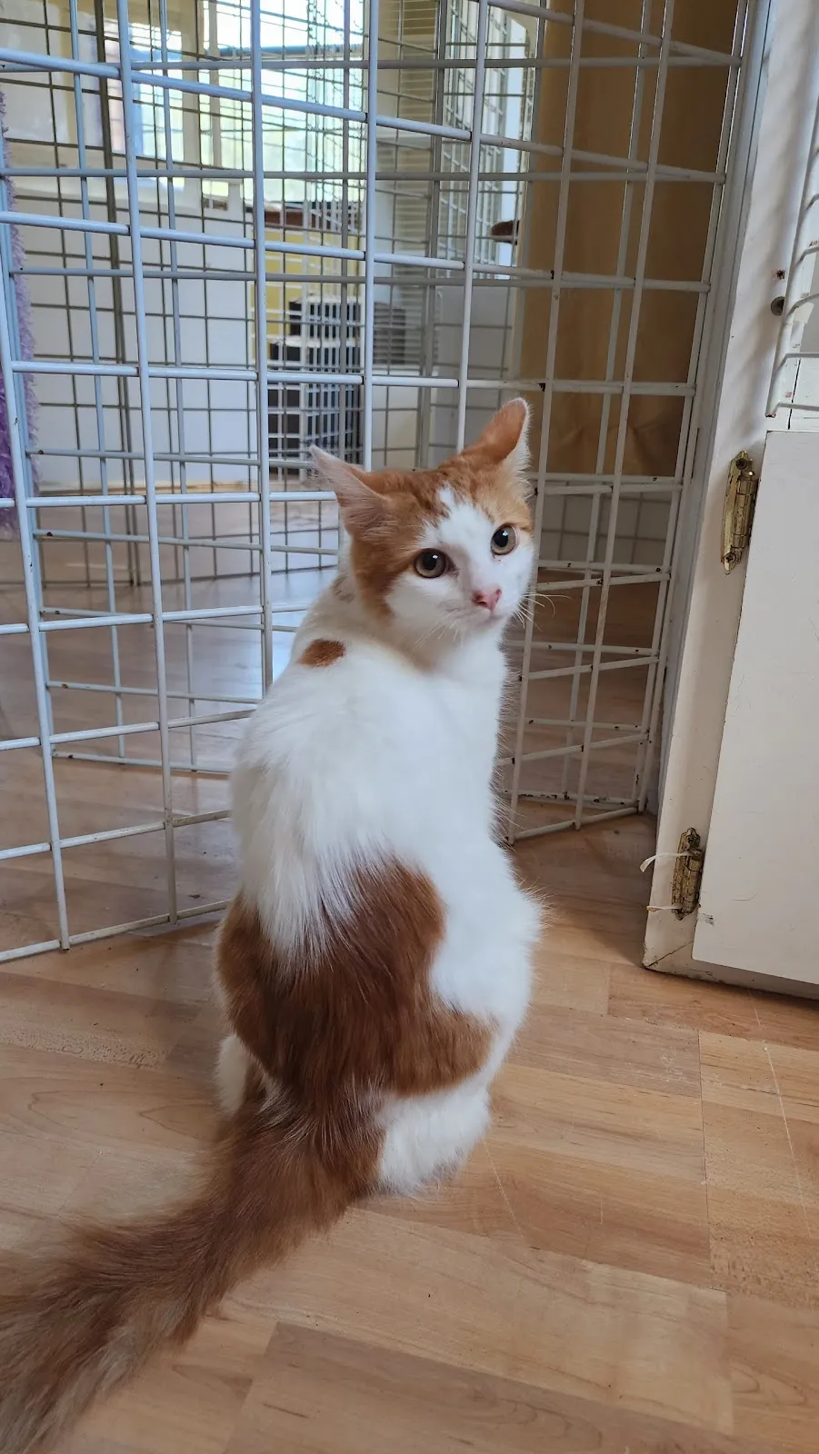 The Smitten Kitten Cat Resort