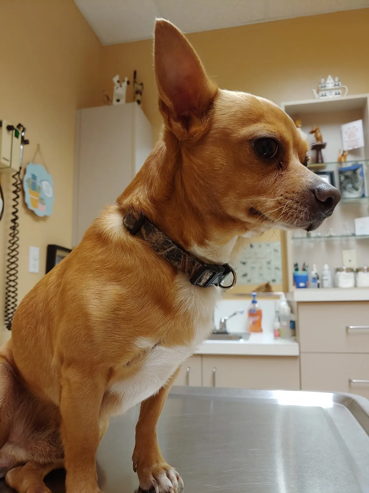 Hernando Animal Hospital