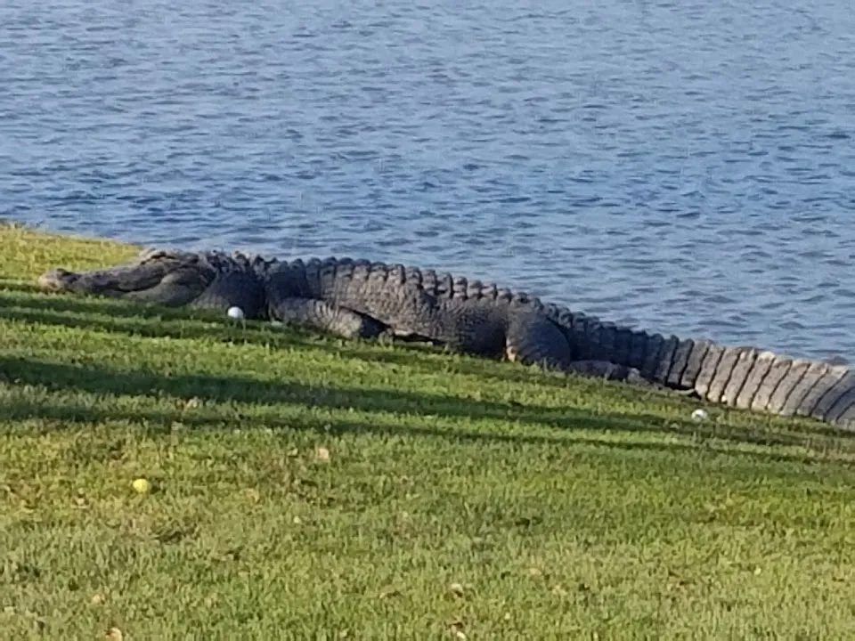 Savannah Harbor Resort