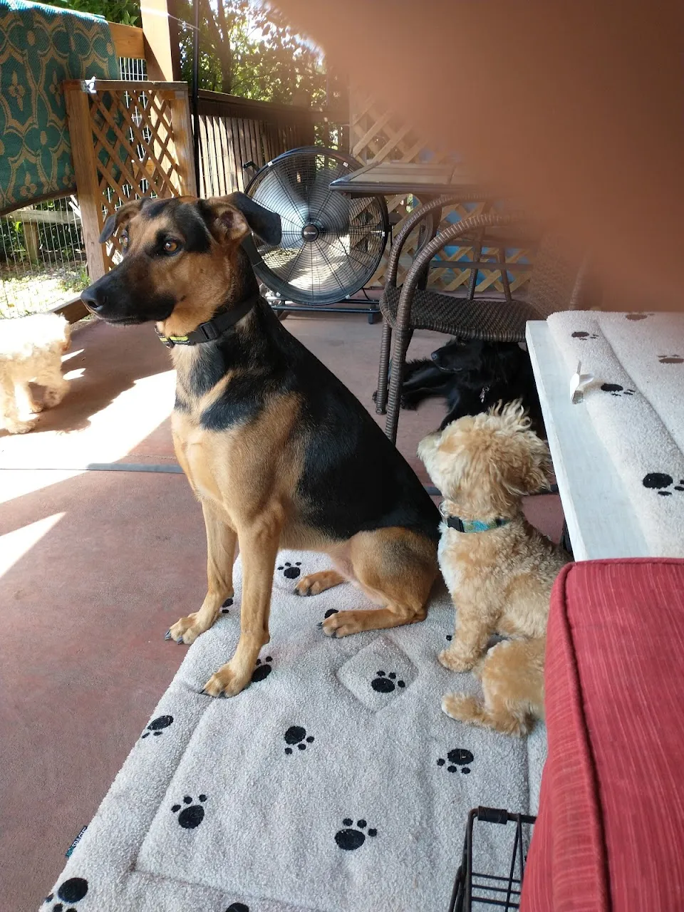 Tail Chasers Pet Boutique