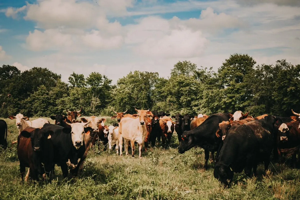 ZK Ranches