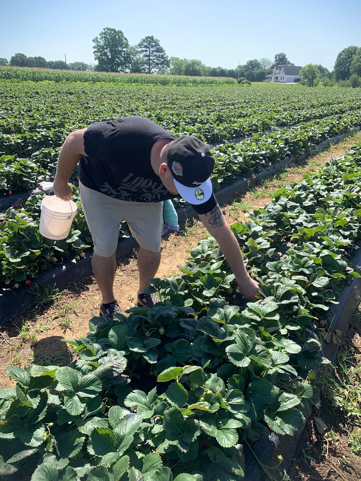 Mabe's Berry Farm