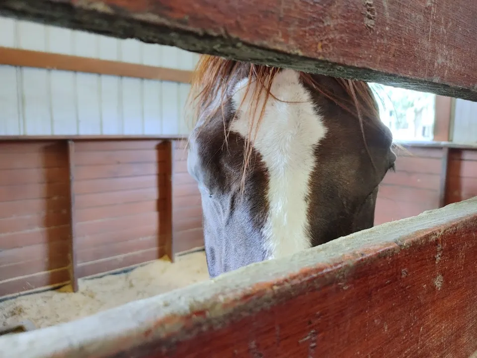 Flying Z Stables, Learn The Training Secrets of the Pros, Inc.