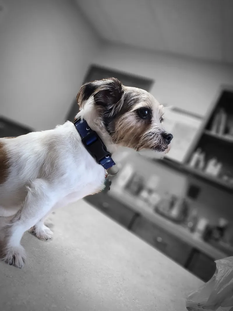 Southern Paws Animal Medical Center