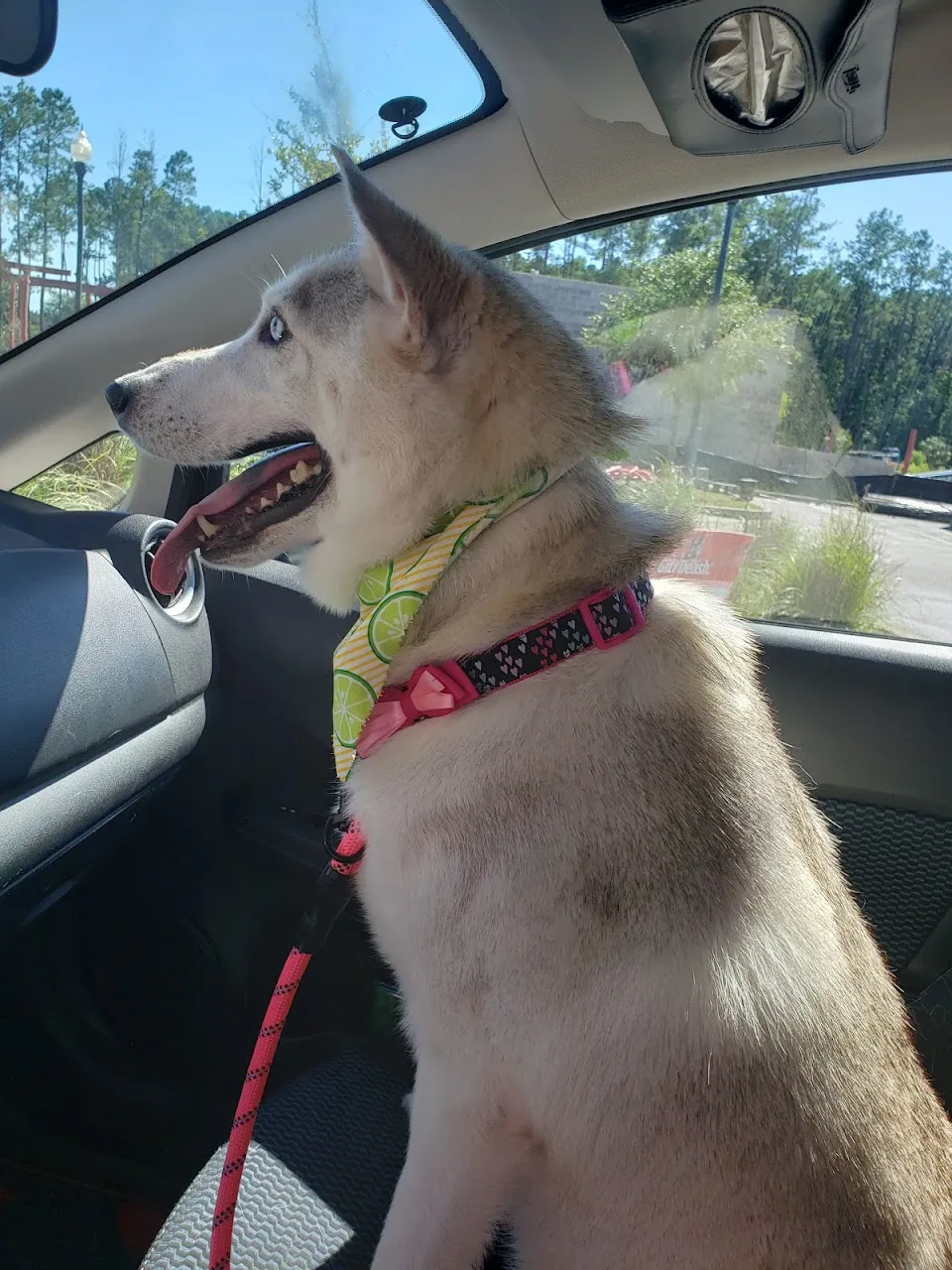 Woof Gang Bakery & Grooming Summerville