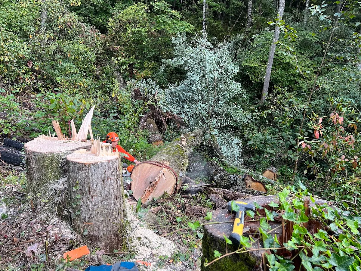Brooks Tree Co.