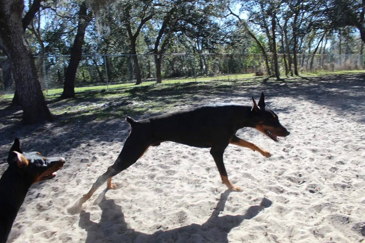 Unique Dog Boarding, Inc
