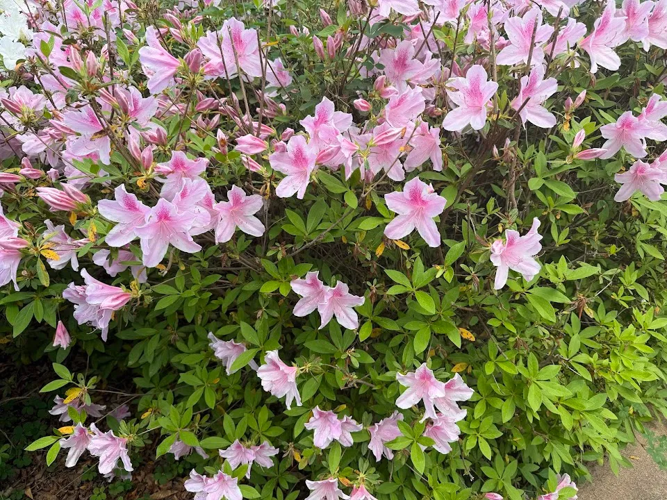 Cox Arboretum and Gardens